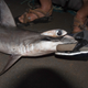 A hammerhead shark caught up in the nets.